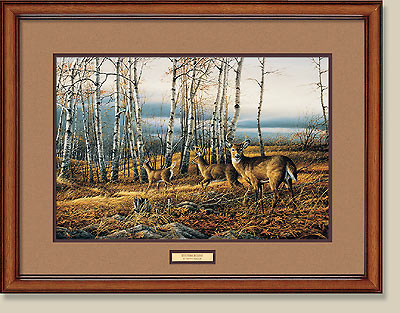 The Birch Line Framed Print